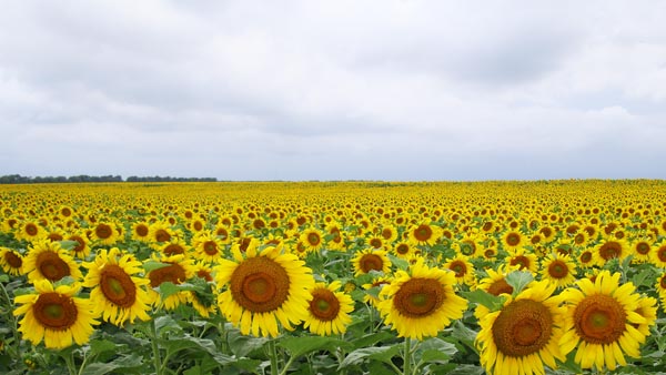 Bell Plaine Sunflower Field